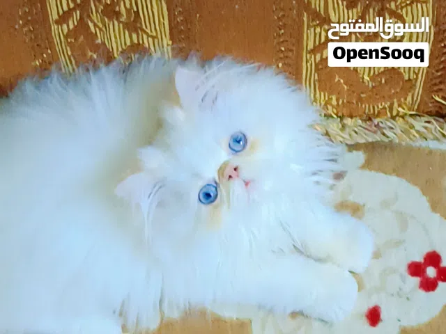 ذكر هيمالايا اورانج