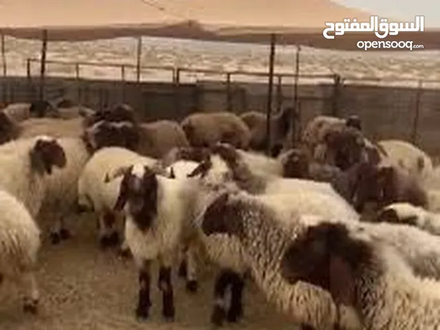 مطلوب غنم نعيم مقنوي التواصل على الواتساب فقط