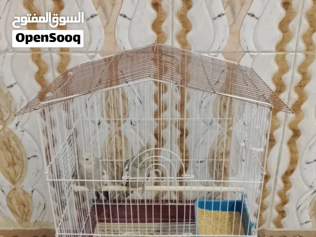 زوج كوكتيل حبشي للبيع الفحل جاي يلكط كلام اقرة الوصف