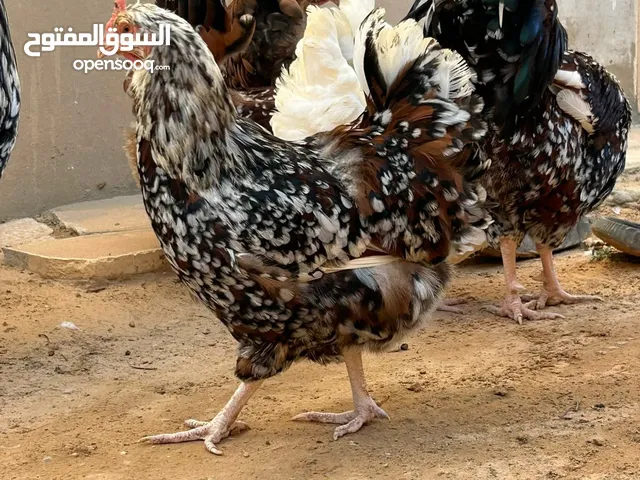 دجاج سايكس للبيع