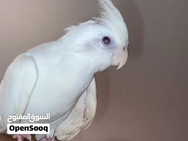 كروان البينو