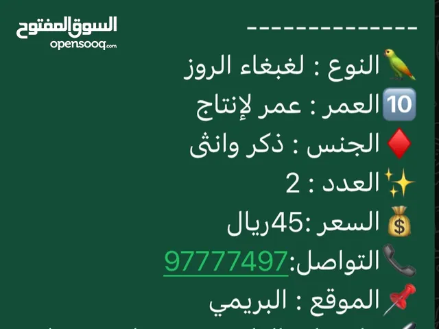 ببغاء روز زوج واحد البينو والثاني رد فيس هدد خارجي أليفات يرقصن