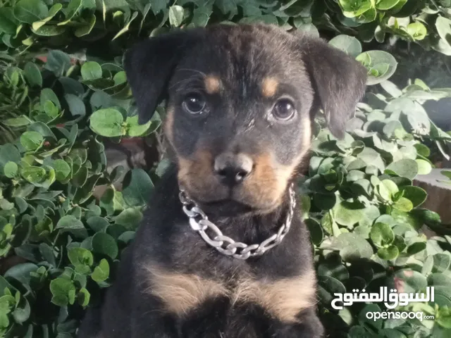 ذكر وت وايلر