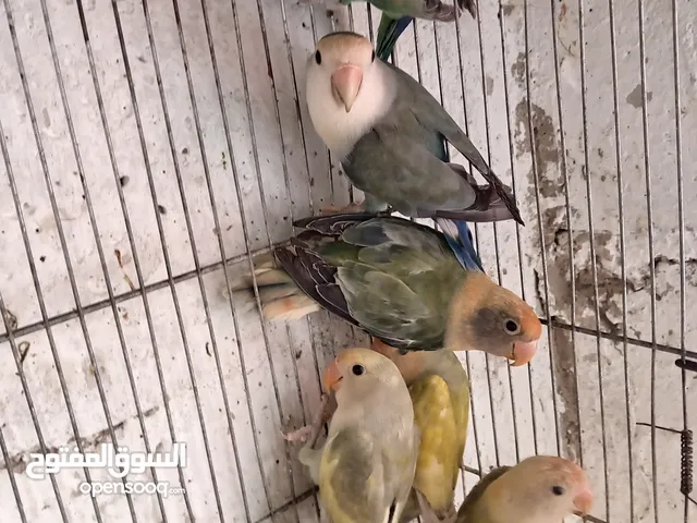 طور روز ألوان بتجنن الله يبارك لصاحب النصيب. روز البينو عين حمرا. البينو بيور من انناحي