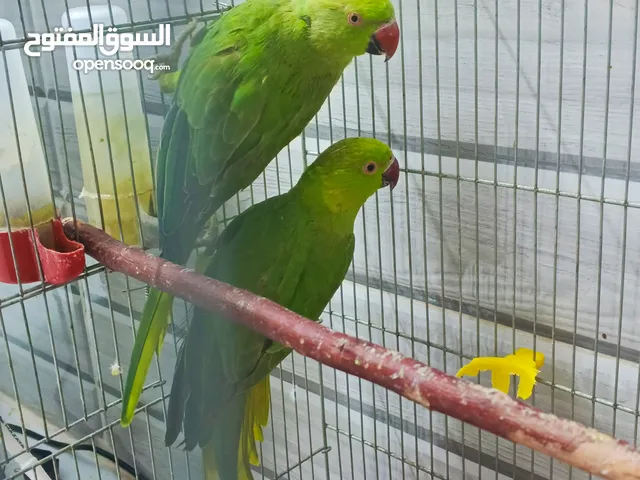 طيور ببغاء الدره