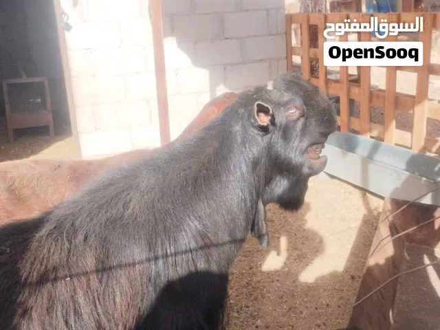 تيس شامي صافي