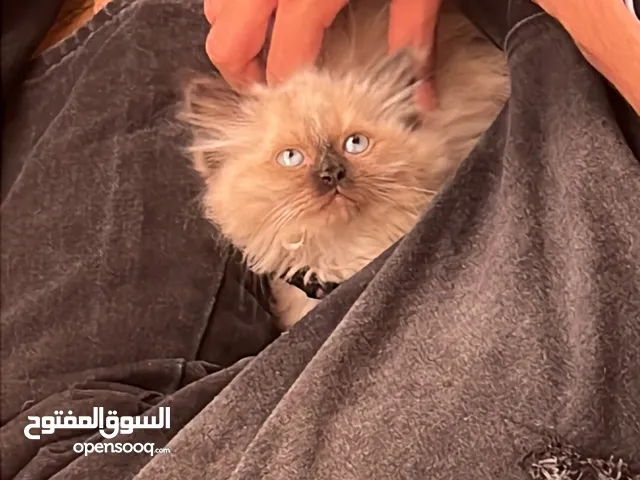 قطه هملايا تشوكلت للبيع