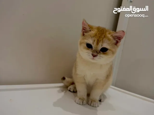 قطة انثى NY12