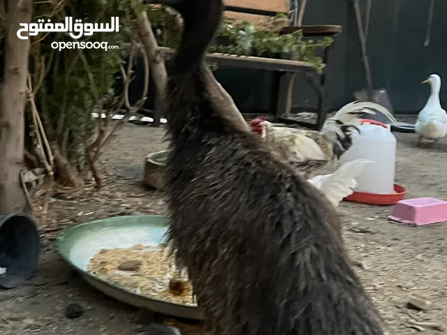 فرخ نعام استرالي