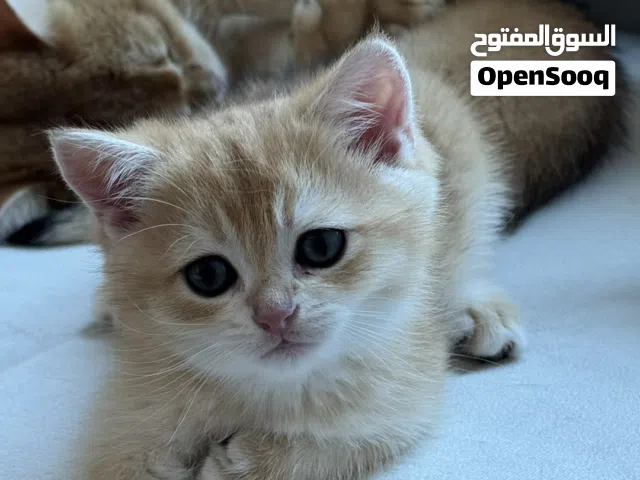 بريتش شورت هير بيور -- pure british short hair