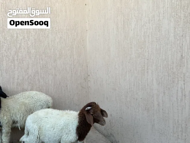 سلام عليكم بيع زوز خرفان وحوليه ربي بارك عمره 3او4اشهوره والدات عندي يعلفو بيع جمله