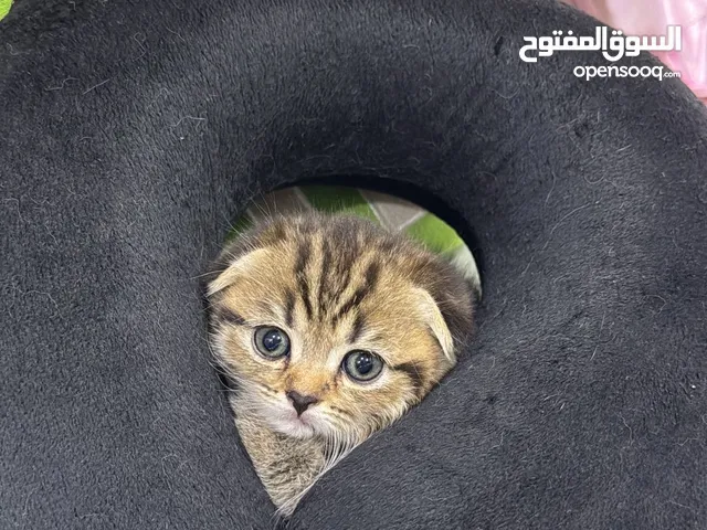 For sale mother cat with babies/ Qar 2,500 each