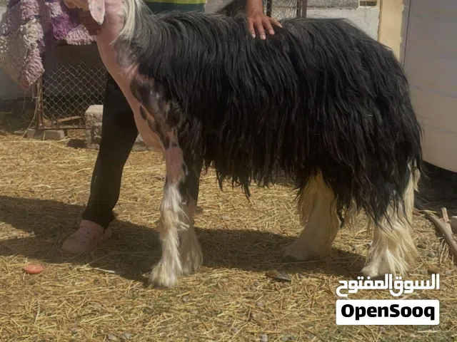 حلال لبيع كبش نجدي وشاهد تحته سخله