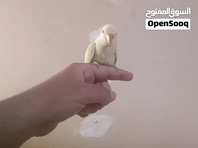 عصفور روز مروض