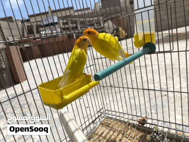 كوبي بركديلو اورنج البيع تحته 5دحيت