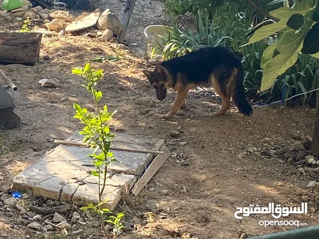 كلب جيرمن نضيف