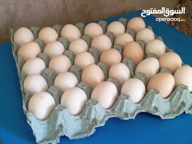 دحي دجاج عربي