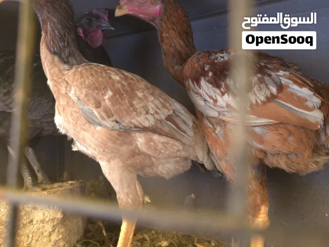 3 فراخ باكستاني حر مسوى عالي المقاتل عمر 4شهورتقريبا