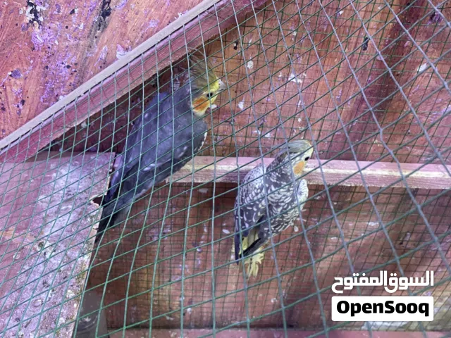 طيور كوكتيل انتاج عراقي