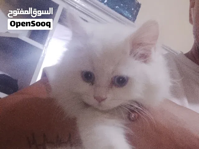 قطه شيرازي