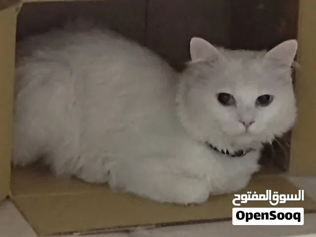 قط جميل جدا نضيف ذكر