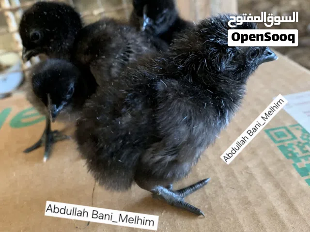 صيصان لمبرجيني عظم اسود سلاله صافيه ونقيه مستورده اعمار من 14 يوم لعمر ثلاث شهور الموقع اربد كفررحتا