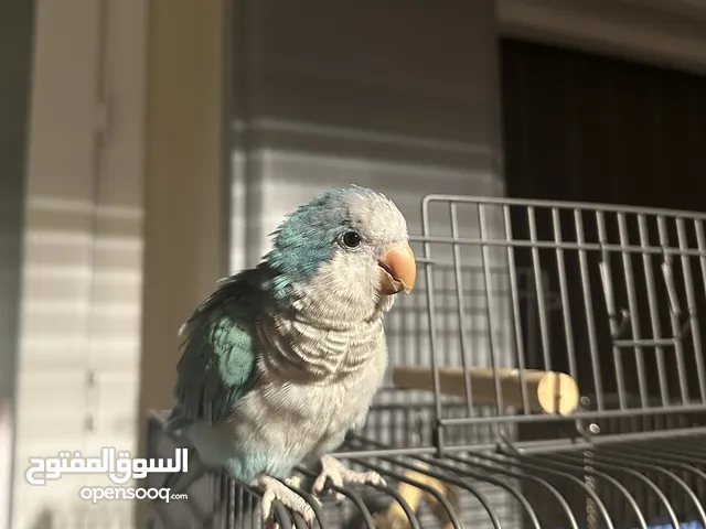 ببغاء كويكر