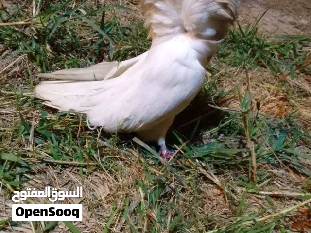 مطلوب!!!!! مطلوب ذكر فوطة مستوى حلو و ياريت يكون ابيض افضل !!!!!!!!!!!!!!!!!!!!!!!!!!!!!!!!!!!!!!!!!