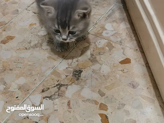 قطة شانشيلا عمرها سنة مع صغارها عدد 3 عمر شهرين