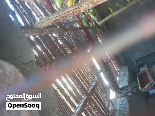 درة هندي امايات منتجات انتاجي