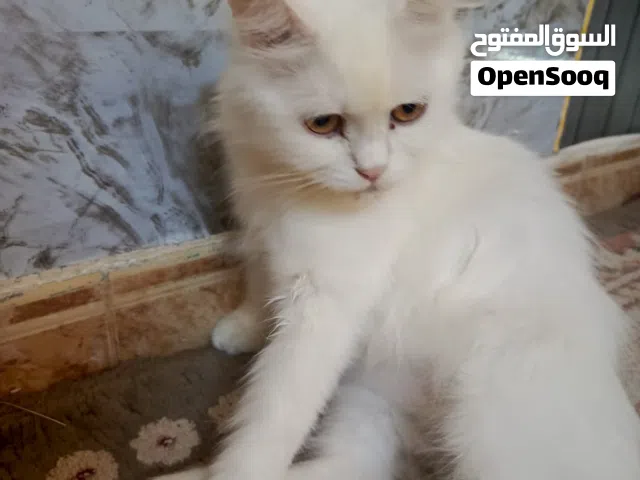 قطه للبيع مع اكسواراتها