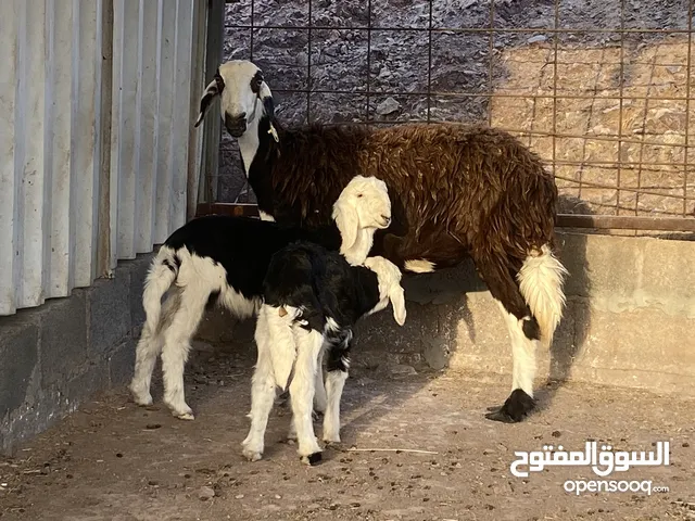 جاعده تحتها توم حملات