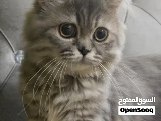 تركش انجور