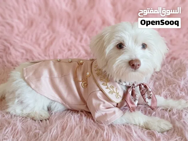 عشاق التميز والدلال!  للبيع بنوتة بوميرانيان (Pomeranian) عمر 90 يوم (3 شهور)، قمة في النظافة