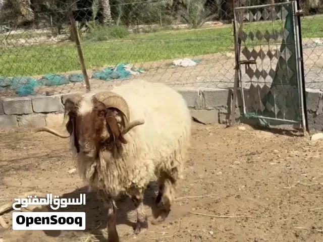 كبش نعيمي أصل