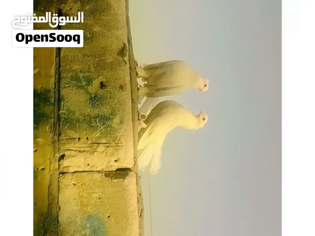 حمام شمسي عرايس.....................................................................................