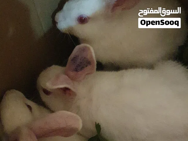 5ارانب فرنسي بسعر نار