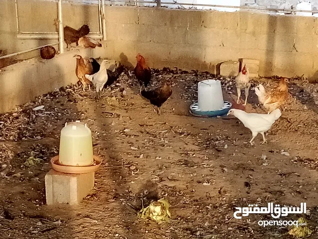 دجاج عماني  عمر ثمانية أشهر بي ريالين ونص يوجد فيديو ودجاج عمر أربعة شهور بي ريال ونص