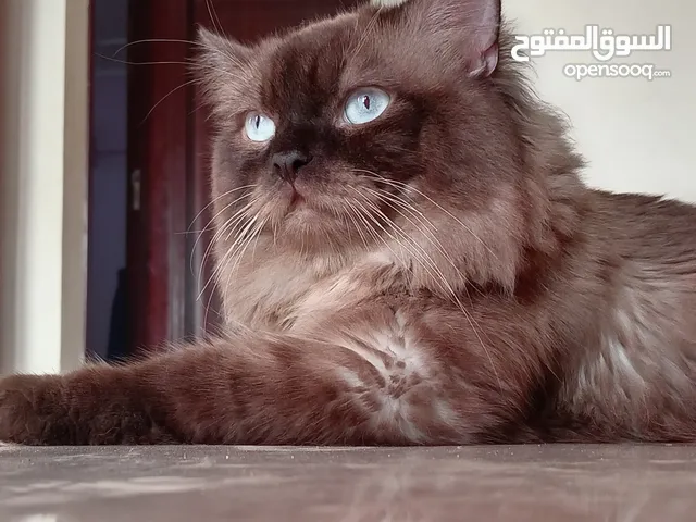 للتزاوج ذكر هملايا شوكليت 15 ريال