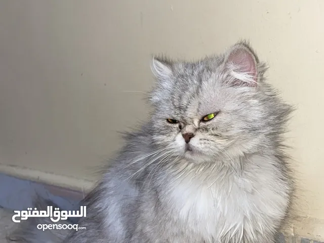 السلام عليكم ورحمة الله وبركاته نوع البسس وحدة همالايا ووحدة مكس هملايا و سكوتش