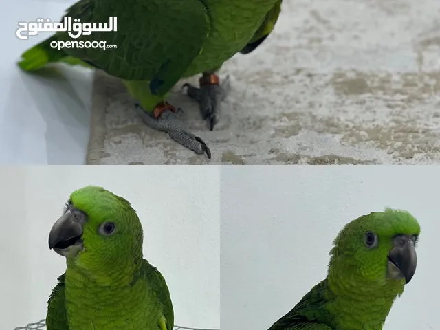 متوفر فرخ يلو ناب