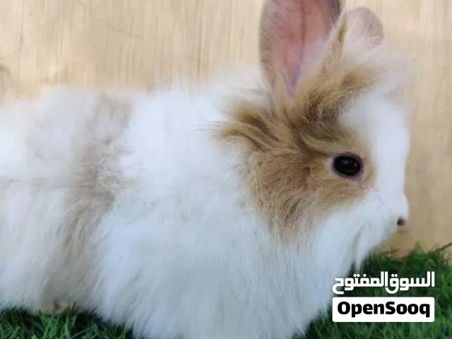 حمام، بط، وز.  ودجاج