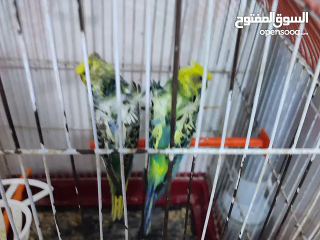 جوزين حب هوقو رومو