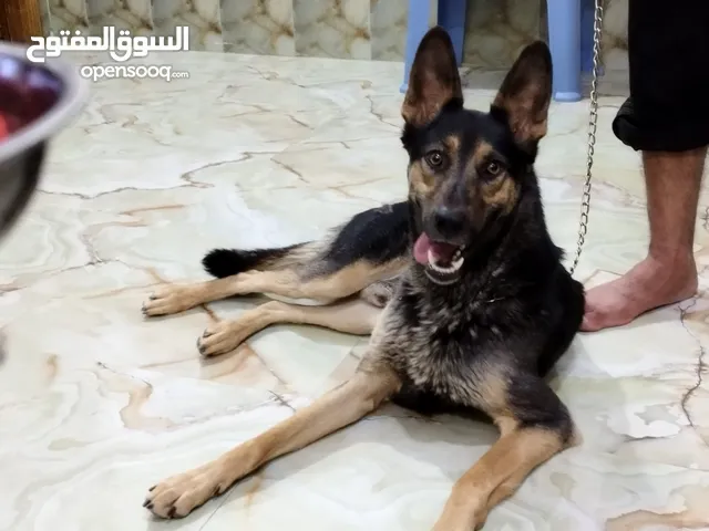 جيرمن شيبرد العمر سنتين للبيع مكاني ديالى الخالص هبهب قرية جيزاني الامام