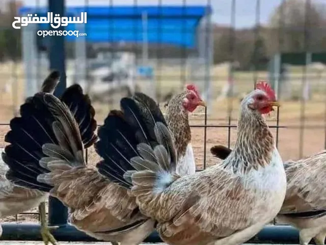 مطلوب دجاج عرب اصلي