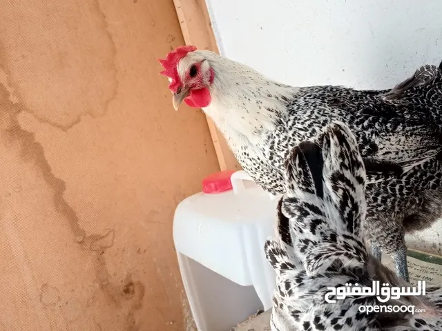 4دجاجات مع ديك عمر سنة ونص النوع فيومي بلدي مع ولادهم 3 صيصان مع جوز بط شغالات