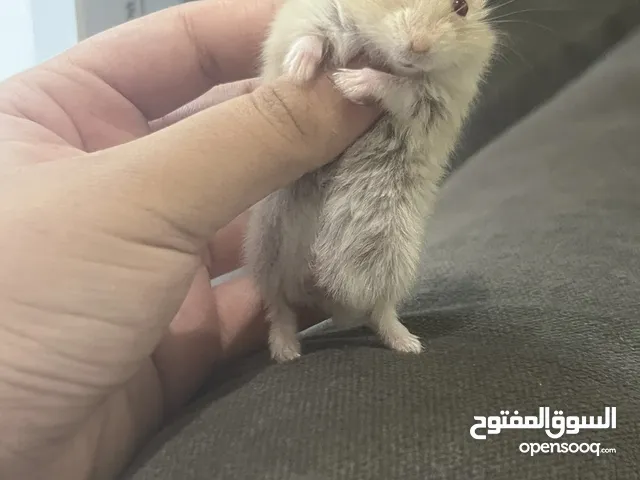 هامستر روسي للبيع الحبه 20عرض