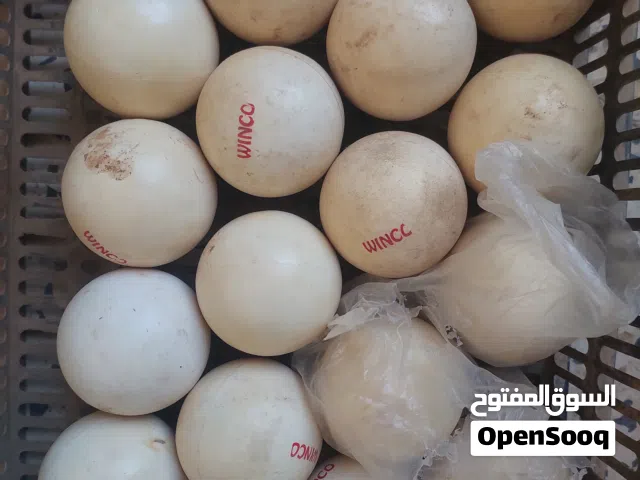 مضارب روكي مع الكور