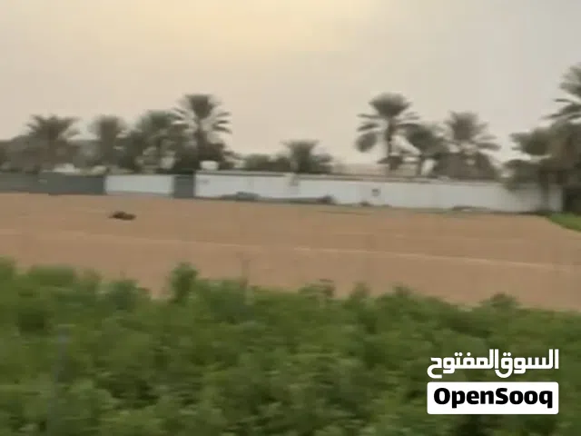 أرض زراعية للبيع بمدينة العين "فرصه لا تعوض "