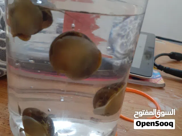 حلزونات التفاحي